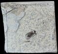 Fossil March Fly (Plecia) - Green River Formation #47170-1
